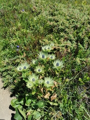 Eryngium alpinum
