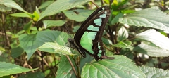 Graphium cloanthus