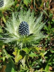 Eryngium alpinum