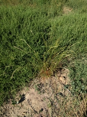 Lolium multiflorum