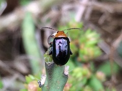 Disonycha varicornis