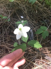 Anemonastrum deltoideum
