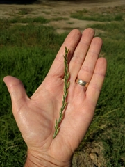 Lolium multiflorum