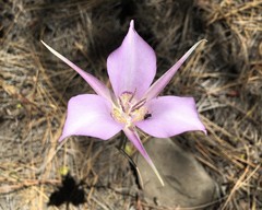 Calochortus macrocarpus macrocarpus