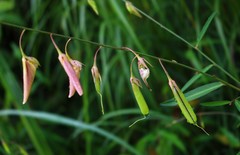 Crotalaria lutescens