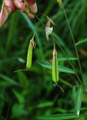 Crotalaria lutescens