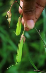 Crotalaria lutescens
