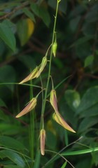 Crotalaria lutescens
