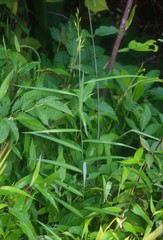 Crotalaria lutescens