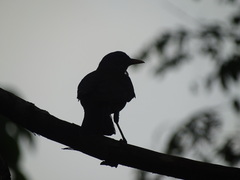 Turdus rufopalliatus