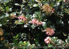Escalloniaceae