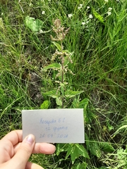 Urtica dioica