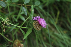 Centaurea rhaetica