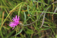 Centaurea rhaetica