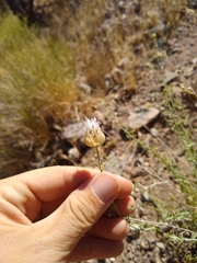 Monardella mojavensis