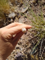 Monardella mojavensis