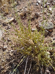 Monardella mojavensis