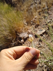 Monardella mojavensis