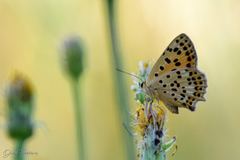 Lycaena bleusei