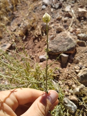 Monardella mojavensis