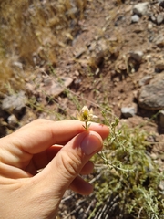 Monardella mojavensis