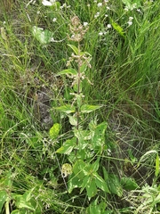 Urtica dioica