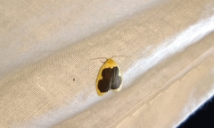 Pseudoblabes oophora