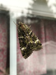 Anaplectoides prasina