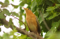 Morococcyx erythropygus