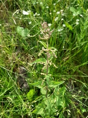 Urtica dioica