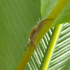 Dasychira chekiangensis