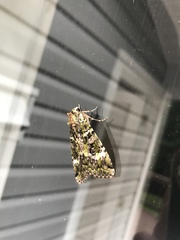 Anaplectoides prasina