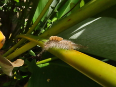 Dasychira chekiangensis