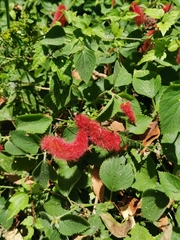 Acalypha pendula