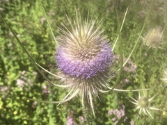 Dipsacus fullonum