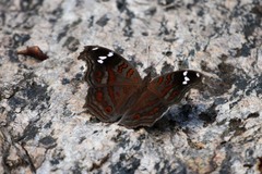 Junonia natalica natalica