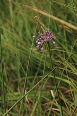 Allium carinatum pulchellum