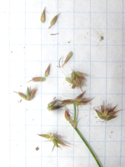 Juncus texanus