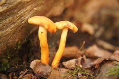 Basidiomycota