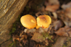 Basidiomycota