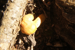 Basidiomycota