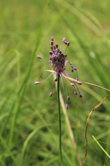 Allium carinatum pulchellum