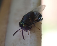Perilampidae