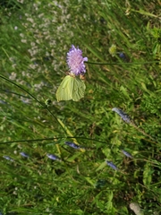 Gonepteryx rhamni
