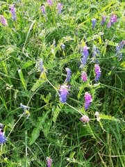 Vicia cracca
