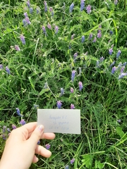 Vicia cracca