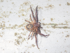 Pycnaxis
