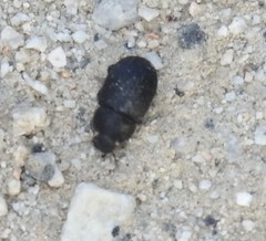 Gonocephalum rusticum