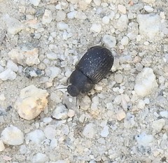 Gonocephalum rusticum