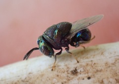 Perilampidae